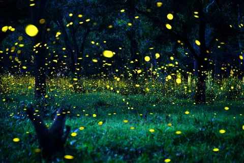 fireflies tour kl